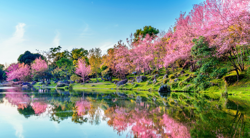 A Força da Gratidão