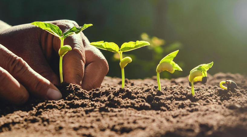 Colhendo o que Plantamos
