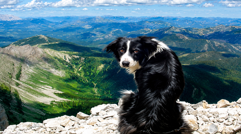 Os Animais Também Vão Para o Plano Espiritual?